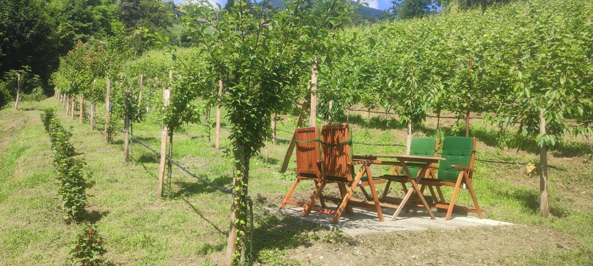 Janas Bolzano Mountain Apartment تيسيمو المظهر الخارجي الصورة